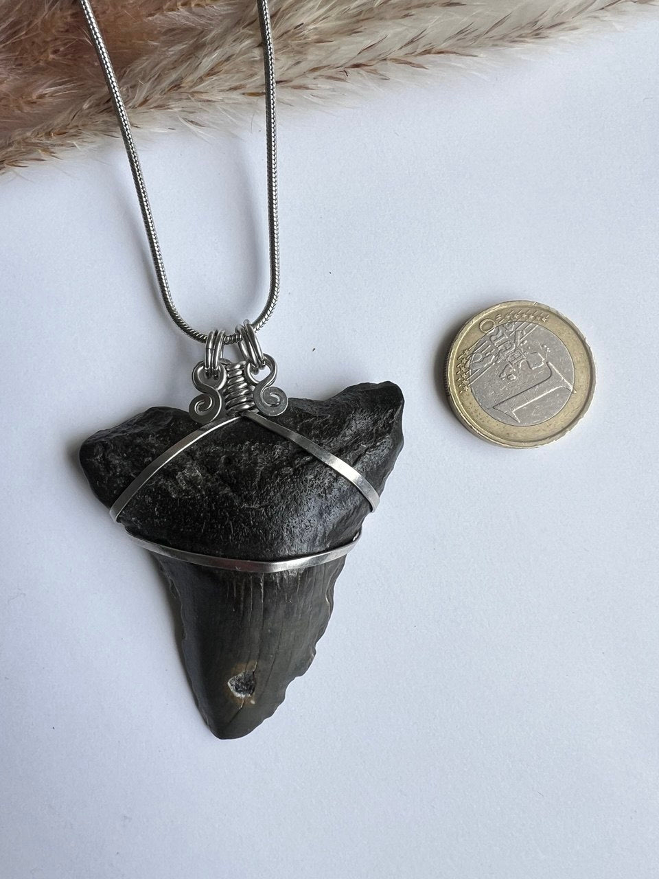 L’Antico Re dei Mari: Dente di Megalodonte 100% Originale