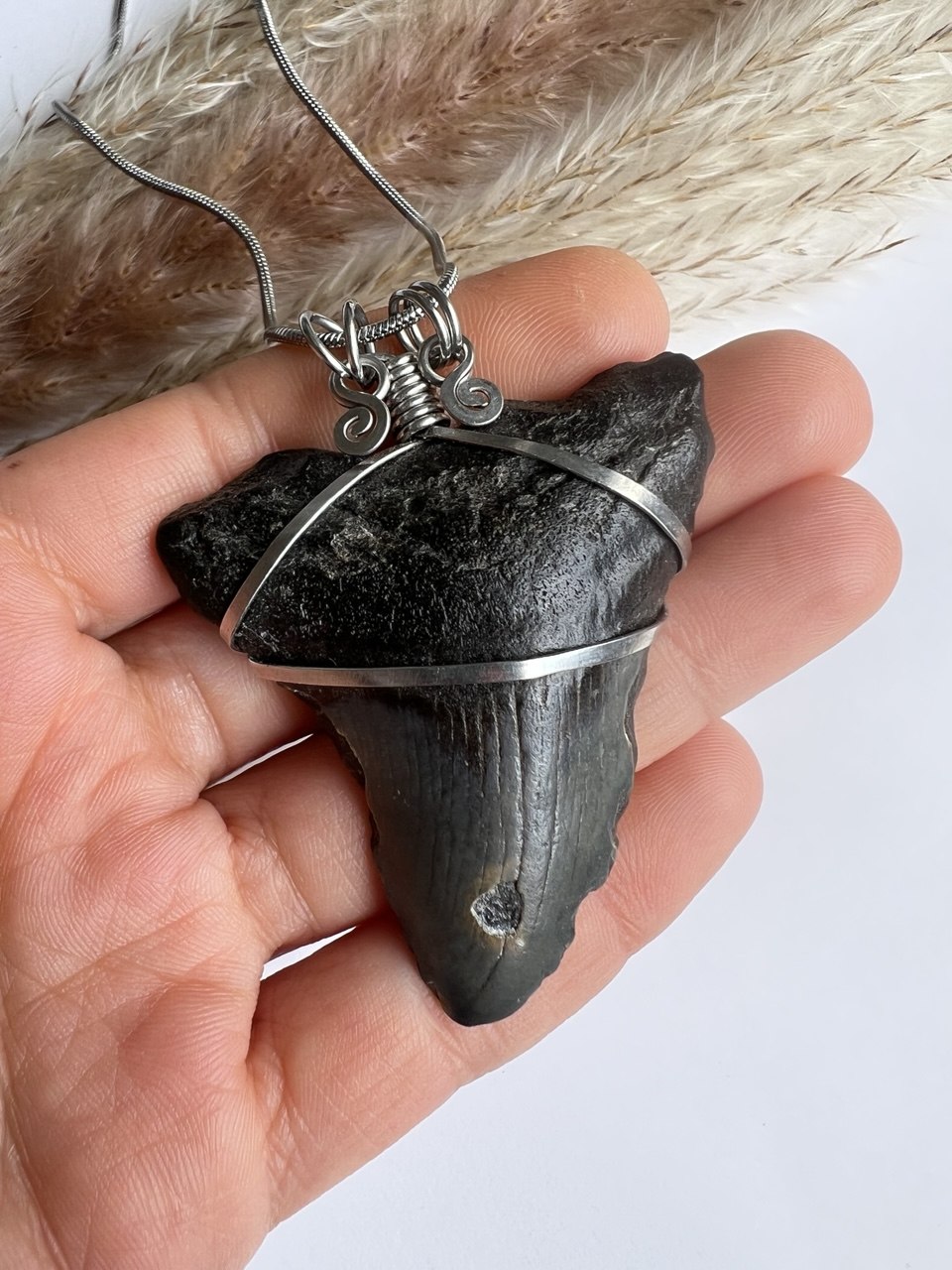 L’Antico Re dei Mari: Dente di Megalodonte 100% Originale