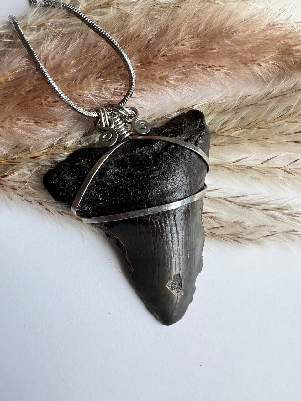 L’Antico Re dei Mari: Dente di Megalodonte 100% Originale