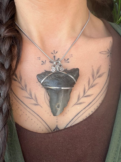 L’Antico Re dei Mari: Dente di Megalodonte 100% Originale