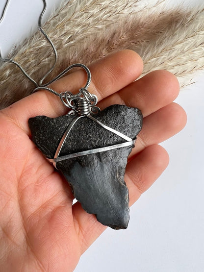 L’Antico Re dei Mari: Dente di Megalodonte 100% Originale