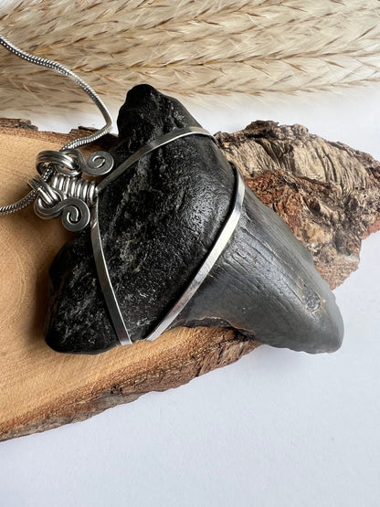 L’Antico Re dei Mari: Dente di Megalodonte 100% Originale