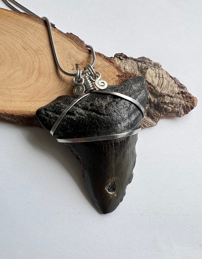 L’Antico Re dei Mari: Dente di Megalodonte 100% Originale