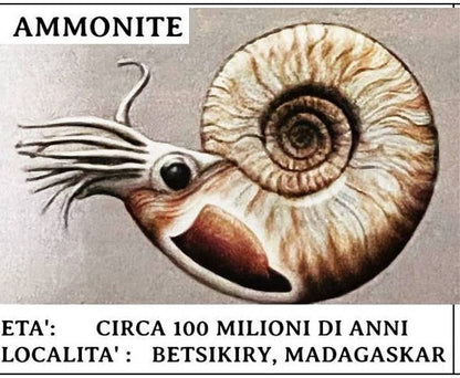 Collana Ammonite Fossile
