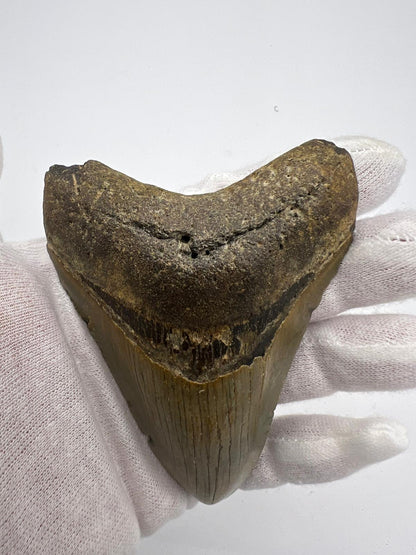 Dente Megalodonte 100% originale