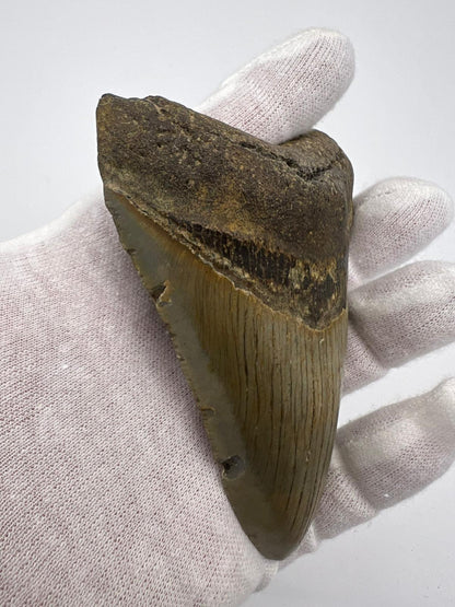 Dente Megalodonte 100% originale