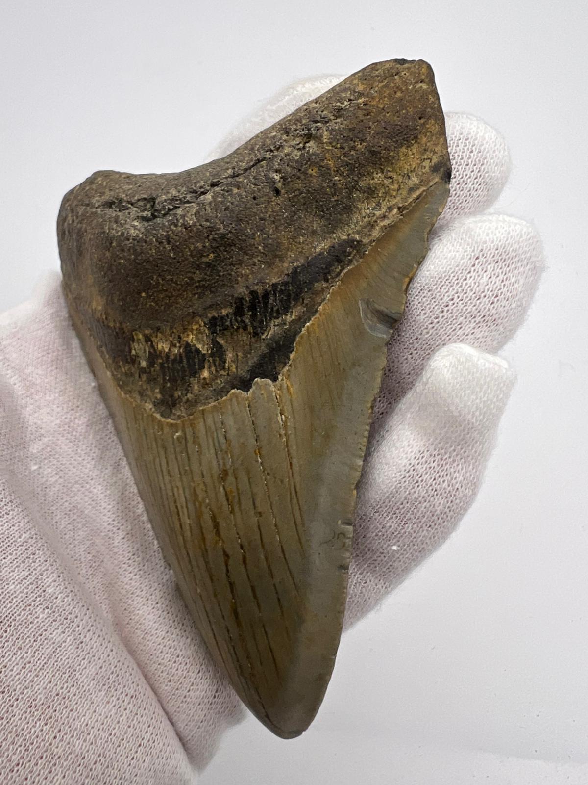 Dente Megalodonte 100% originale