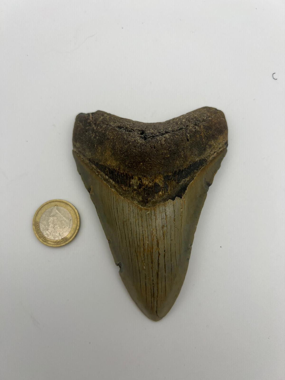 Dente Megalodonte 100% originale