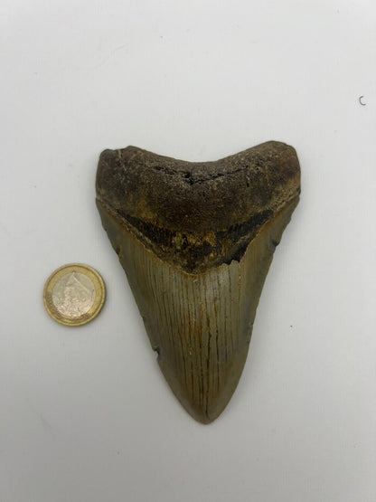 Dente Megalodonte 100% originale