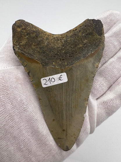 Dente Megalodonte 100% originale