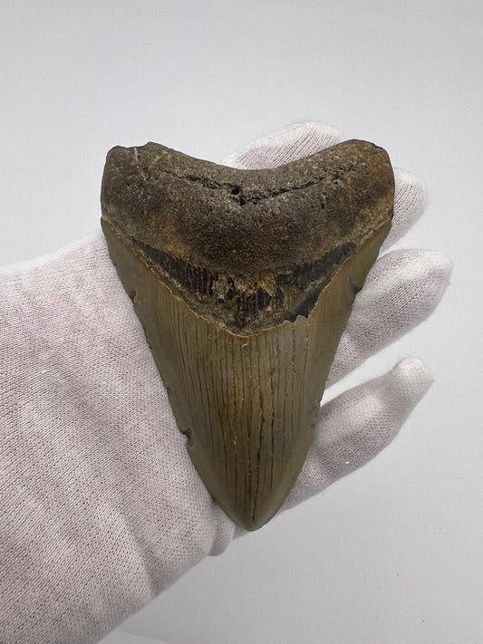 Dente Megalodonte 100% originale
