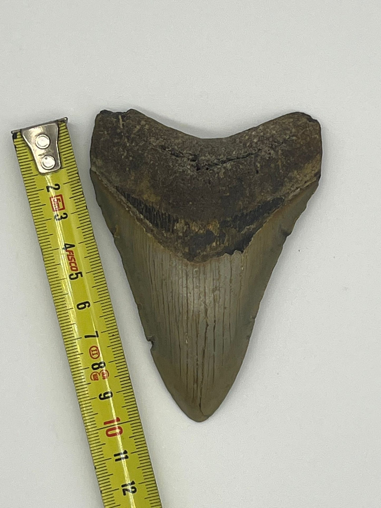 Dente Megalodonte 100% originale