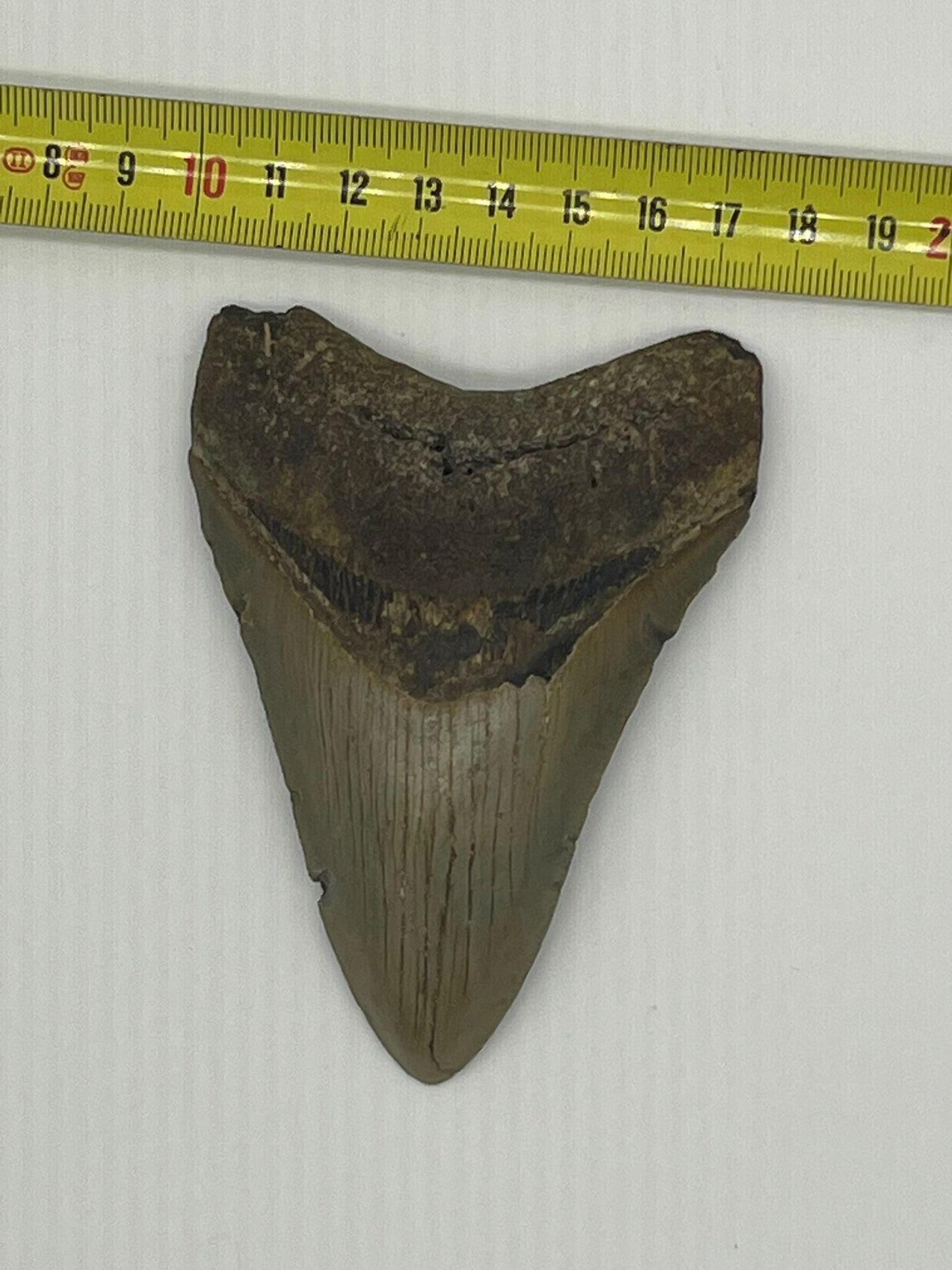 Dente Megalodonte 100% originale