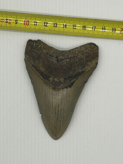 Dente Megalodonte 100% originale