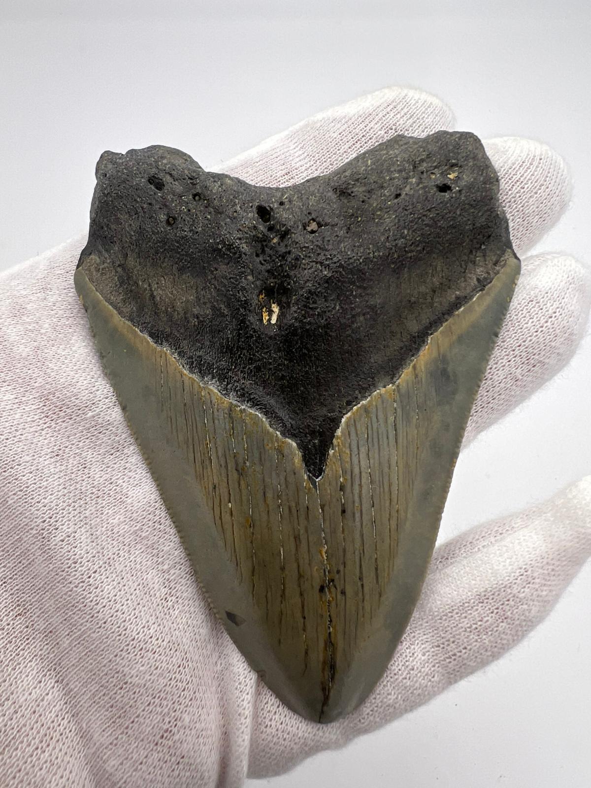 Dente fossile di Megalodonte 100% originale