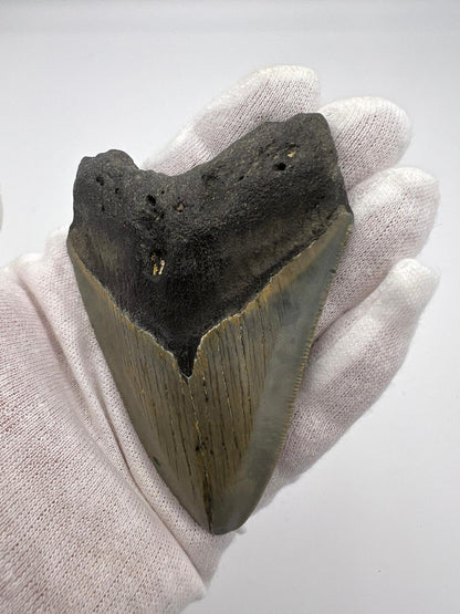 Dente fossile di Megalodonte 100% originale