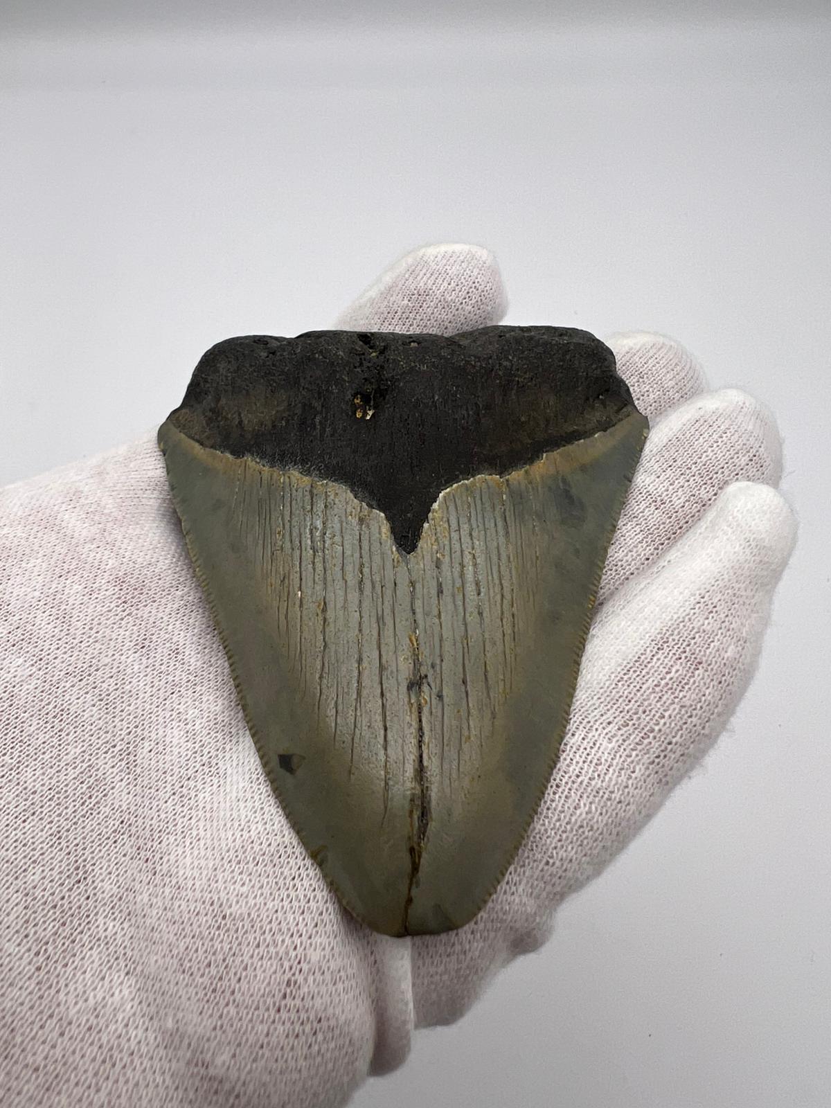 Dente fossile di Megalodonte 100% originale