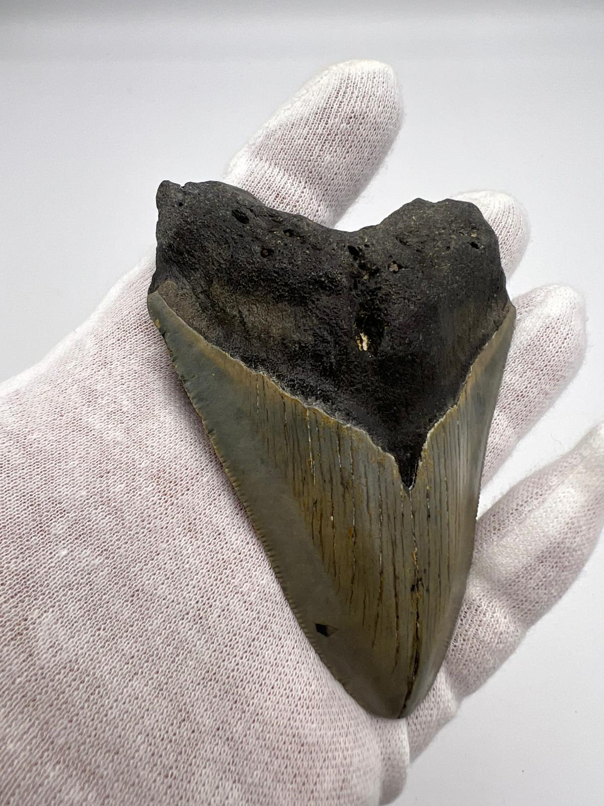 Dente fossile di Megalodonte 100% originale