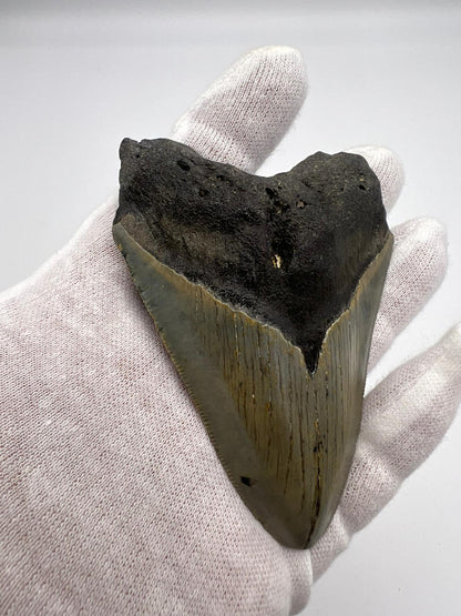 Dente fossile di Megalodonte 100% originale