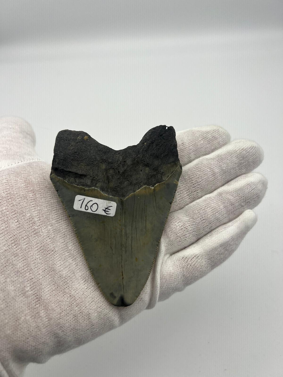 Dente fossile di Megalodonte 100% originale