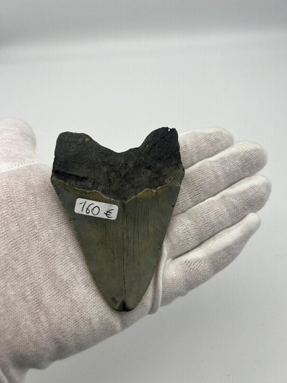 Dente fossile di Megalodonte 100% originale