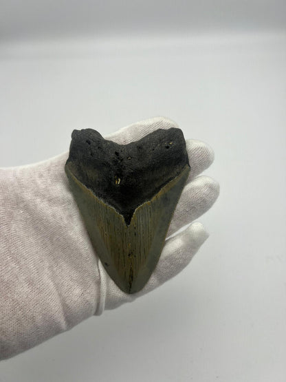 Dente fossile di Megalodonte 100% originale