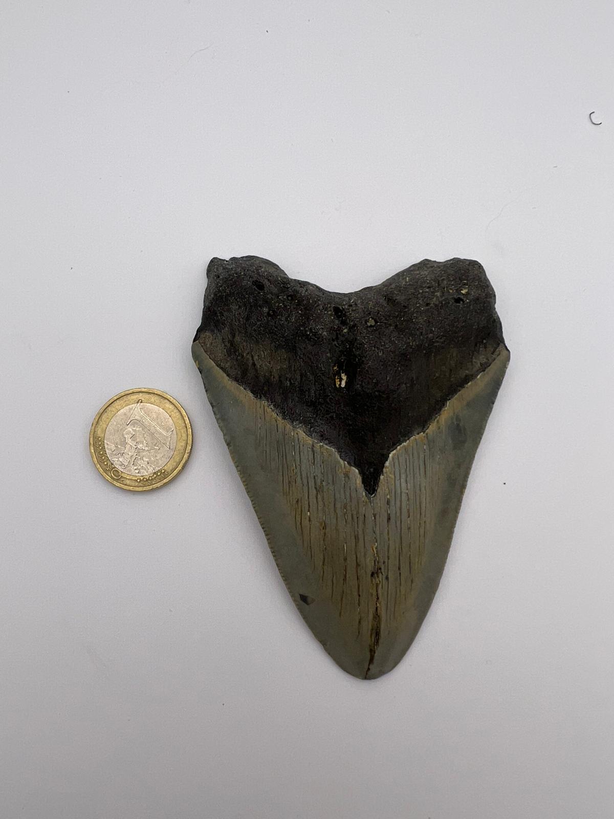 Dente fossile di Megalodonte 100% originale