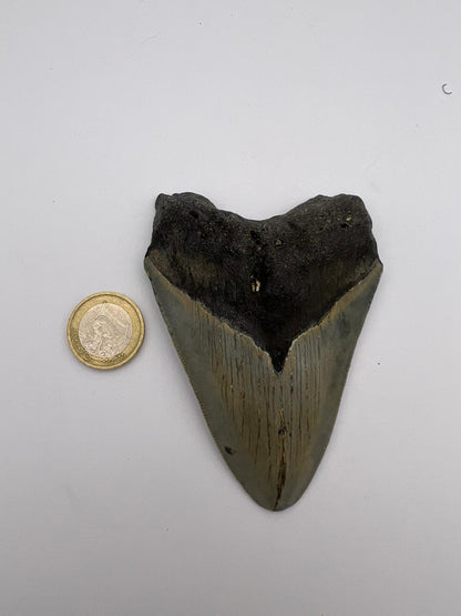 Dente fossile di Megalodonte 100% originale