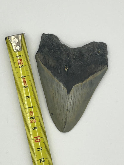 Dente fossile di Megalodonte 100% originale