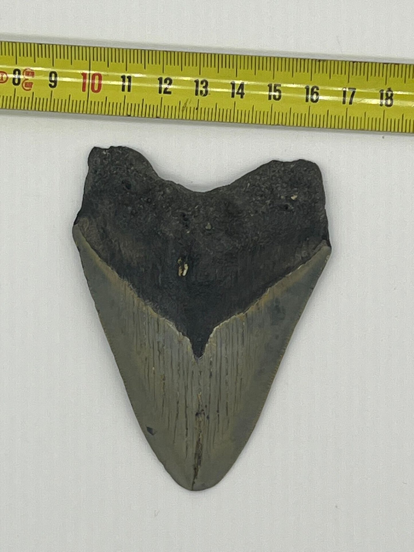 Dente fossile di Megalodonte 100% originale