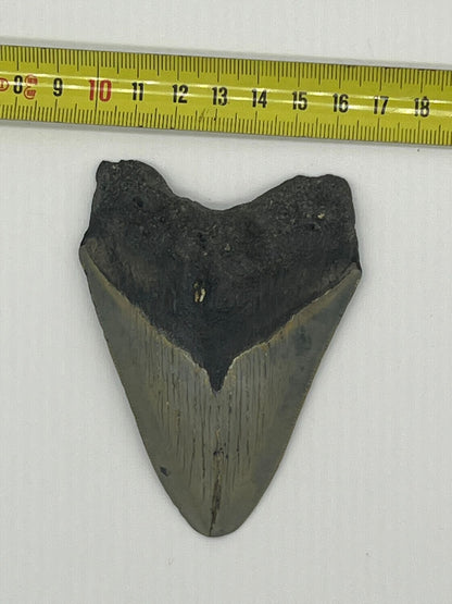 Dente fossile di Megalodonte 100% originale