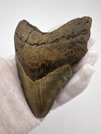 Dente fossile di Megalodonte originale