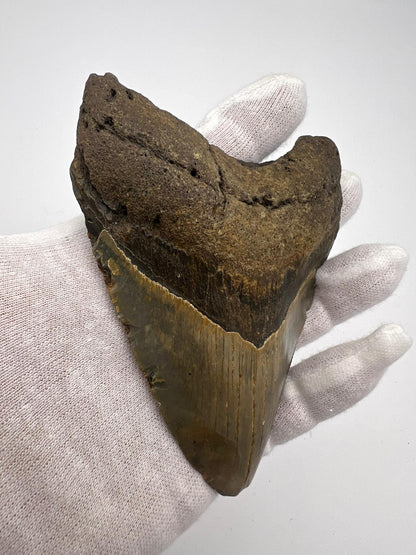 Dente fossile di Megalodonte originale