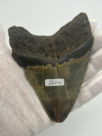 Dente fossile di Megalodonte originale