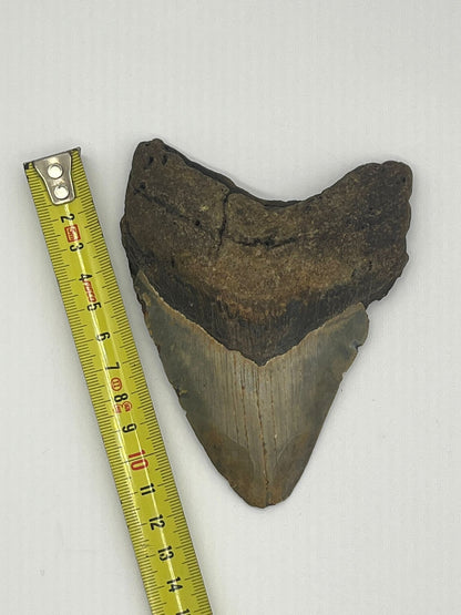 Dente fossile di Megalodonte originale