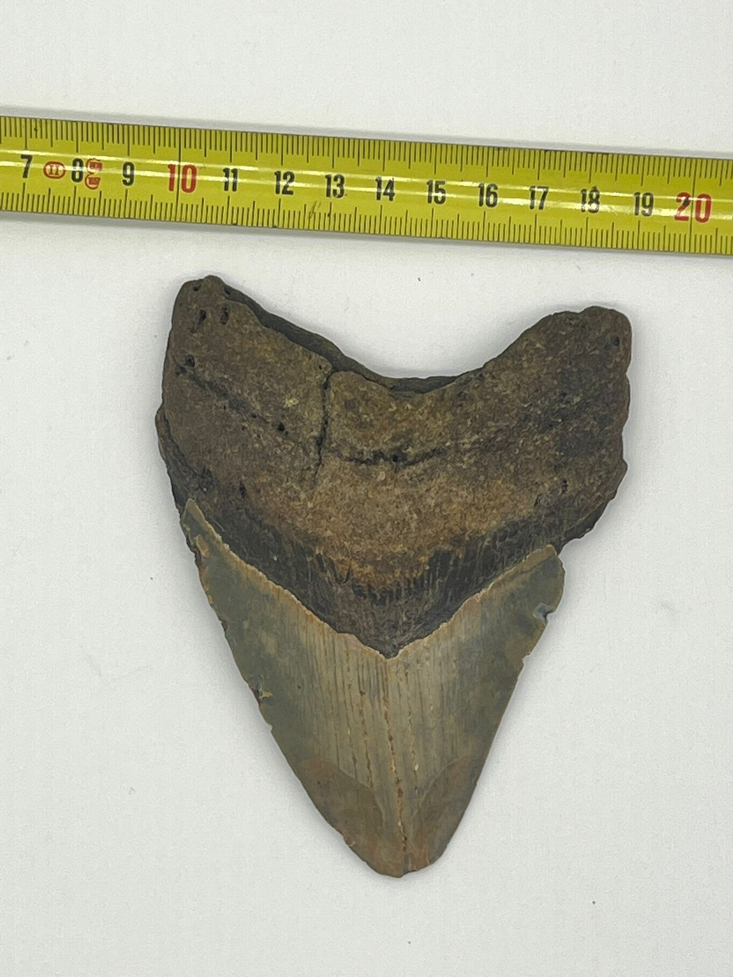 Dente fossile di Megalodonte originale