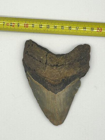 Dente fossile di Megalodonte originale