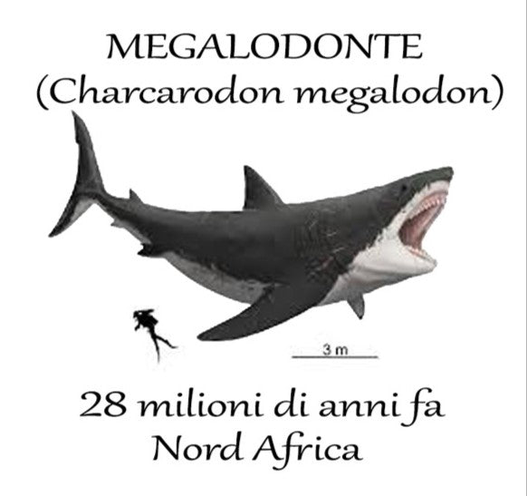 L’Antico Re dei Mari: Dente di Megalodonte 100% Originale