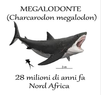L’Antico Re dei Mari: Dente di Megalodonte 100% Originale