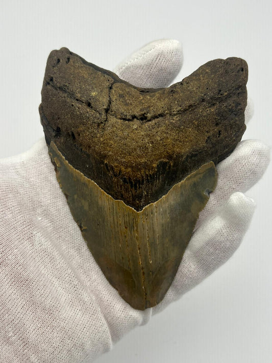 Dente fossile di Megalodonte originale