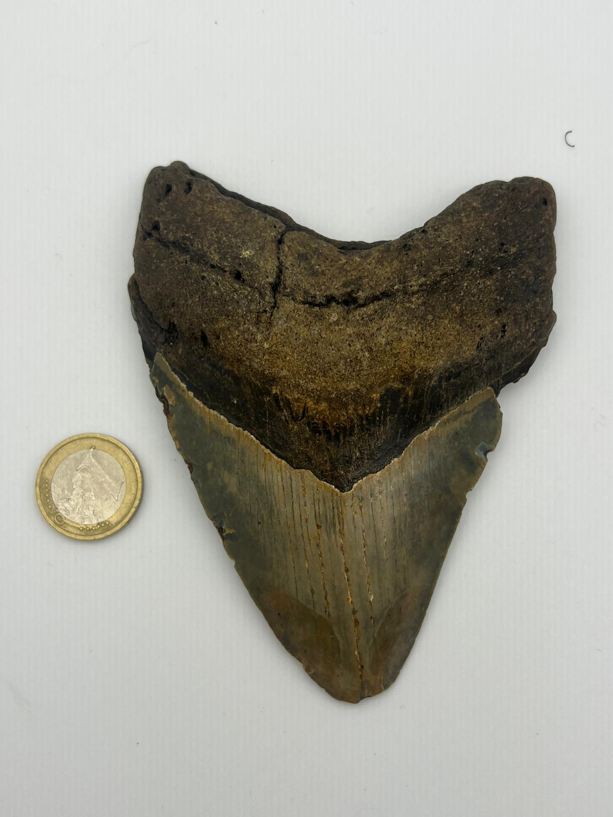 Dente fossile di Megalodonte originale